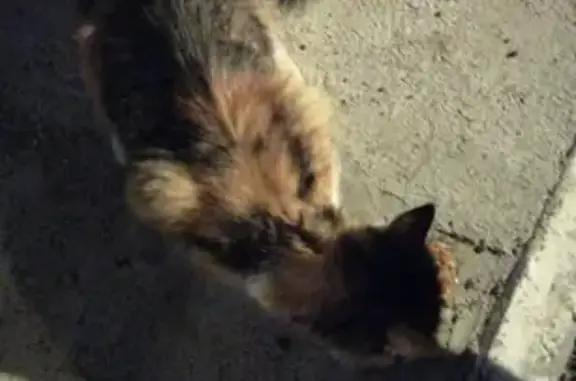 Потерянная домашняя кошка на улице Отрадной, Казань