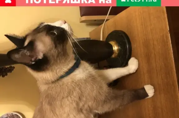 Найден сиамский котик с ошейником в Москве