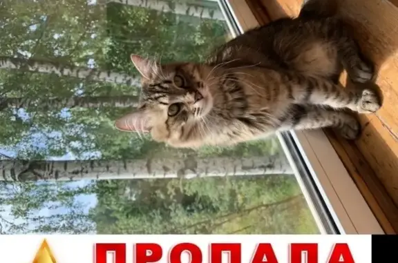 Кошки потеряшки, Москва, фото: Потеряшка кошка на Щелковском шоссе, дом 17