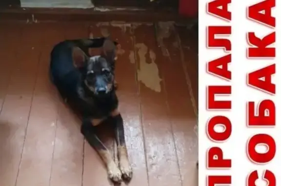 Пропала собака в Левшино, Пермь