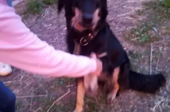 Найдена собака в Солнечногорском районе, снт ТЭЦ-21