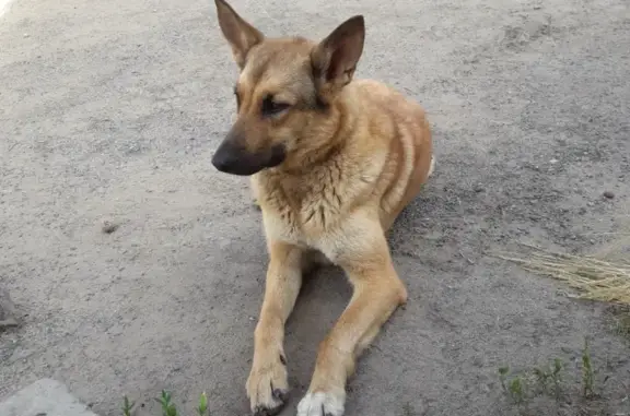 Найдена собака возле кладбища Бесовец
