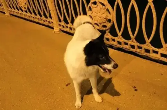 Найден пес в Краснодаре
