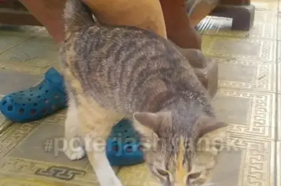 Найдена кошка в ДП Мочище, Новосибирск