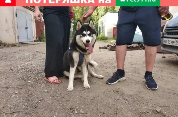Найдена собака в Домодедово, звоните Саше