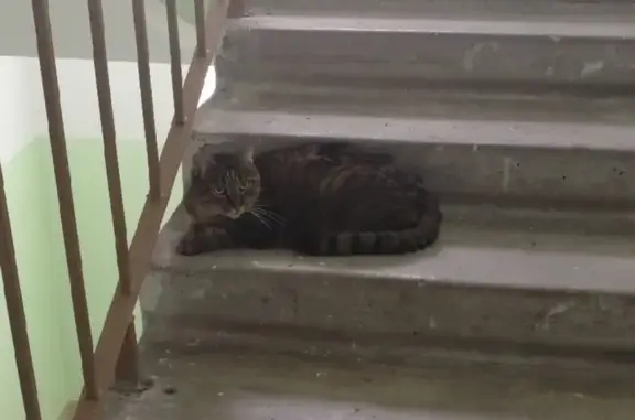 Найден кот на Интернациональной 24 в Курске