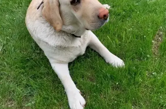 Объявления о пропавших и найденных животных, Пудость, фото: Пропала лабрадор в Гатчинском районе