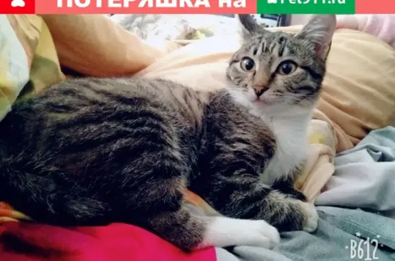 Пропала кошка по адресу 10 Чередовая 23, Омск #lostpet #пропала_кошка #Омск