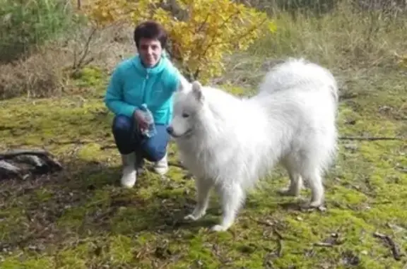 Пропала собака в Серпухове, помогите найти!