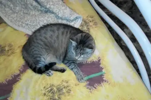 Пропала кошка Соня в Железногорске