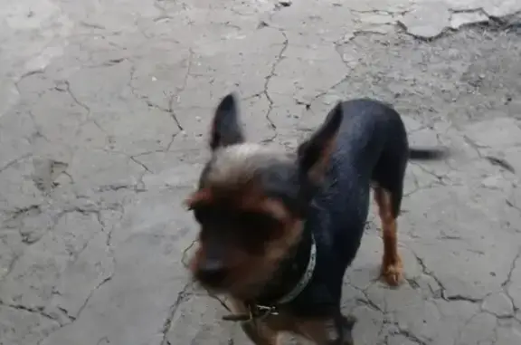 Собака Алиса найдена в Ростове, контакты по телефону