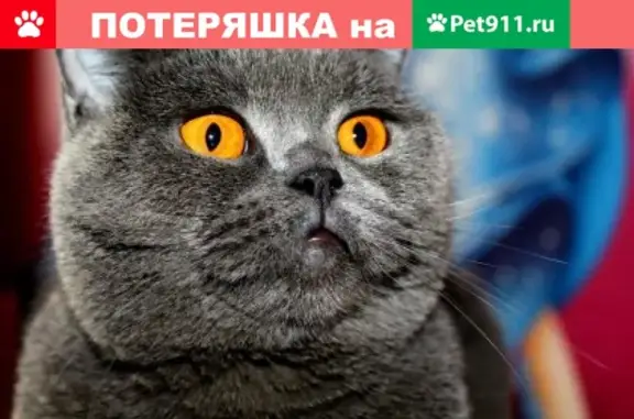 Пропала кошка на ул. Первомайская, Саянск!