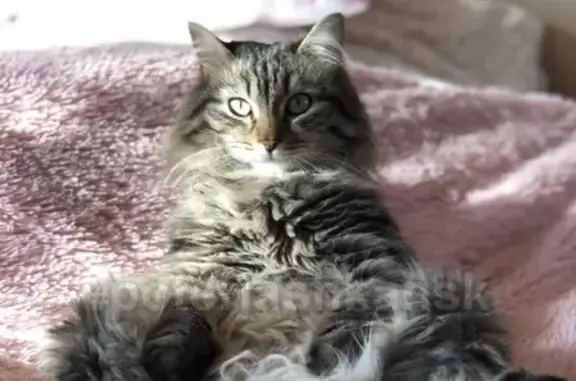 Кошки потеряшки, Новосибирск, фото: Потеряшка кошка Айс на Димитрова проспект 13