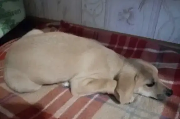 Найдена собака в Шалготарьяне около магазина Мария-Ра