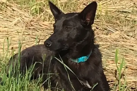 Найдена молодая собака в зеленом ошейнике в Ленинградской области