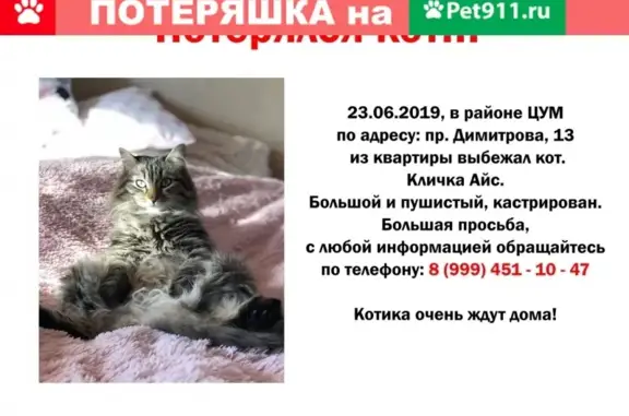 Кошки потеряшки, Новосибирск, фото: Потеряшка кот Айс на Проспекте Димитрова 13