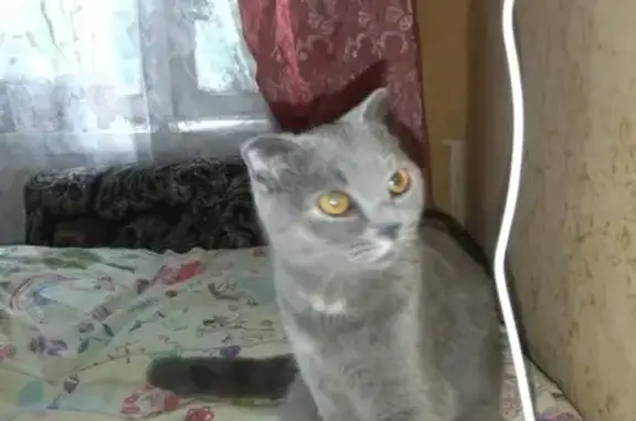 Пропала кошка в Видном, ПЛК 10, вознаграждение