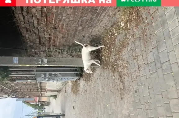 Собака Белый питбуль на ул. Станиславского 189, Ростов-на-Дону