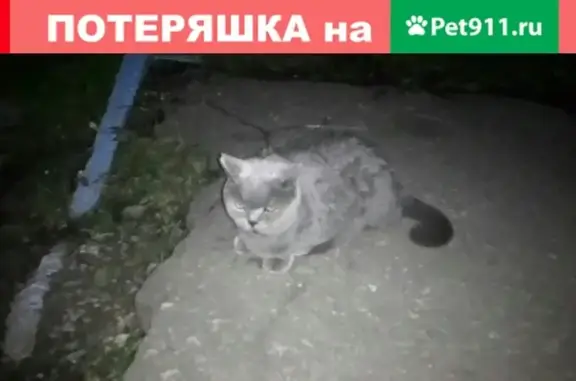 Найдена упитанная кошка на ул. Димитрова, дом 71