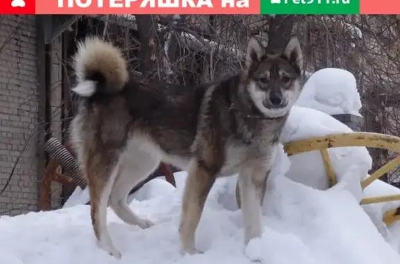Пропала собака Лайка, ул. Тайгинская и Богдана Хмельницкого, Новосибирск