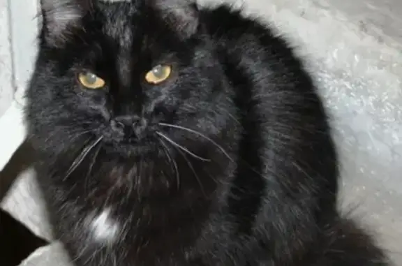 Пропала кошка по ул. Парашютной, 78 в Красноярске
