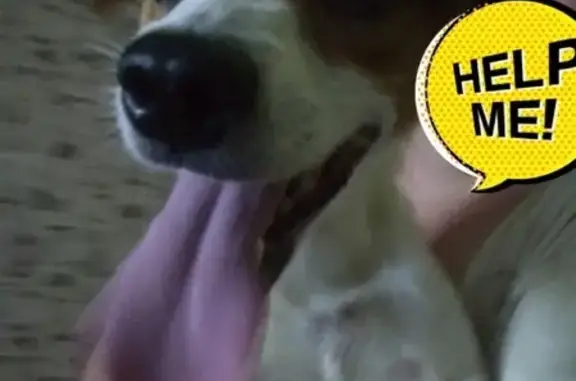 Найдена собака в Керчи, ищем хозяина или новый дом.