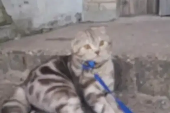 Пропал кот в Мантурово, вознаграждение