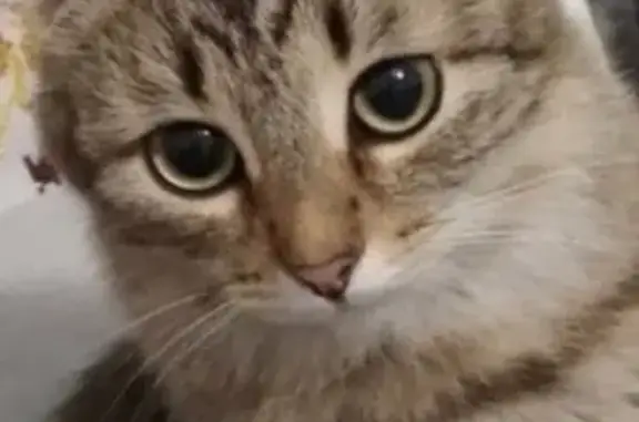 Кошки потеряшки, Тюмень, фото: Потеряшка кошка на Севастопольской улице!