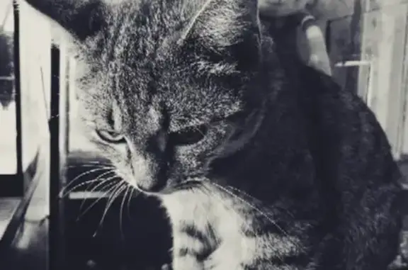 Кошки потеряшки, Матыра, фото: Потеряшка кошка Мурмурыч в Московской области