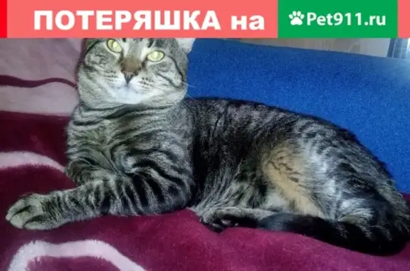 Пропал кот Акелла на улице Винатовского, д. 66, Великие Луки