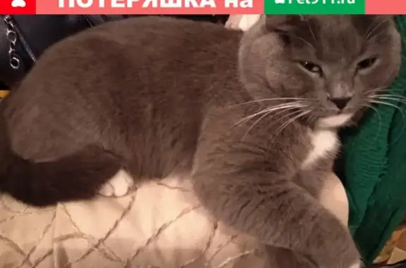 Пропал кот Федя в деревне Плужково, Чеховский район