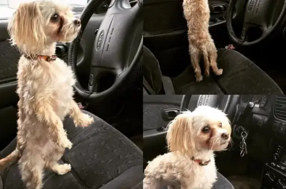 Собаки потеряшки, Тверь, фото: Потеряшка собака на бульваре Ногина