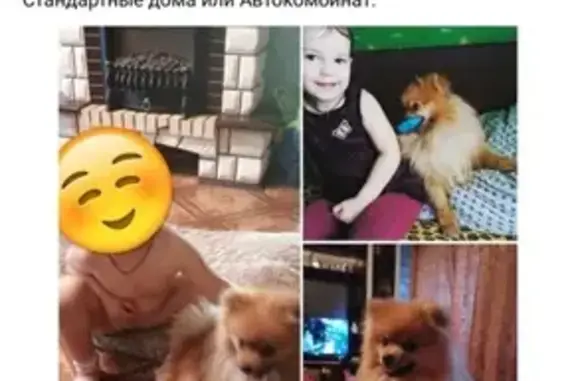 Пропала собака в Сызрани: шпиц ПИНИ, помогите найти!