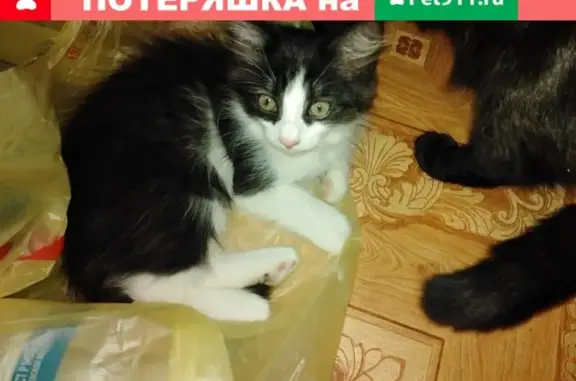 Пропала кошка в Сызрани, около клуба 