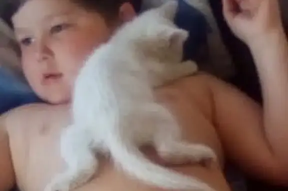 Кошки потеряшки, Шиховское, фото: Потеряшка кошка в деревне Столбово, Кировская область