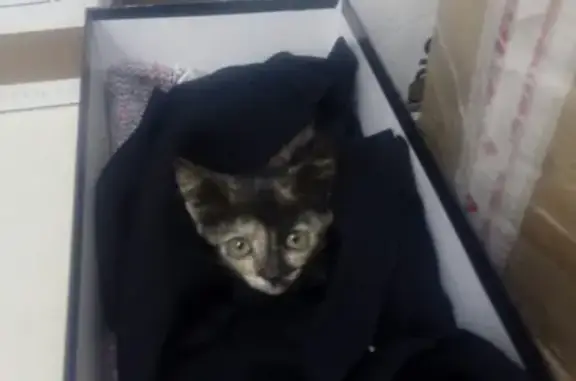 Найдена кошка в Самаре