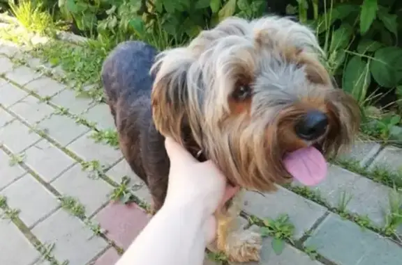 Найдена собака на ул. Ставровская
