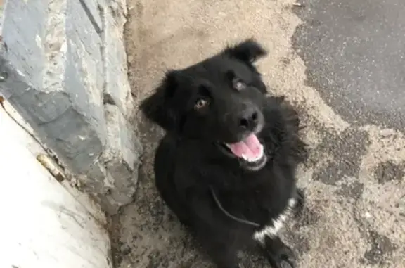 Найдена собака на Пр. Ветеранов, СПб