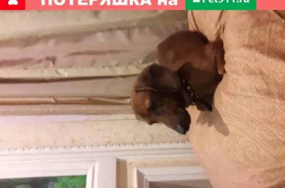 Собака найдена на Ветеранов 147, СПб