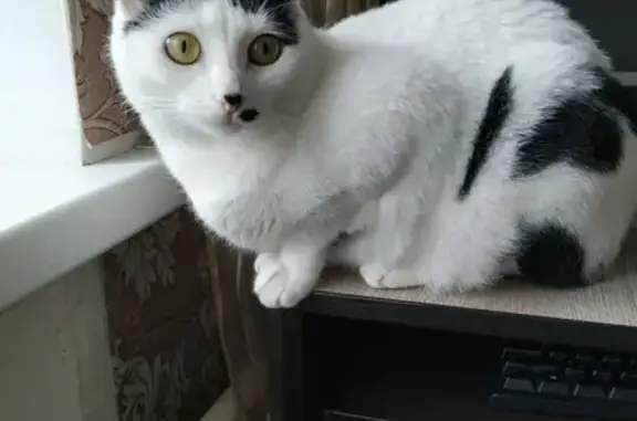 Кошки потеряшки, Панковка, фото: Потеряшка кошка Майя на улице Октябрьской в Панковке