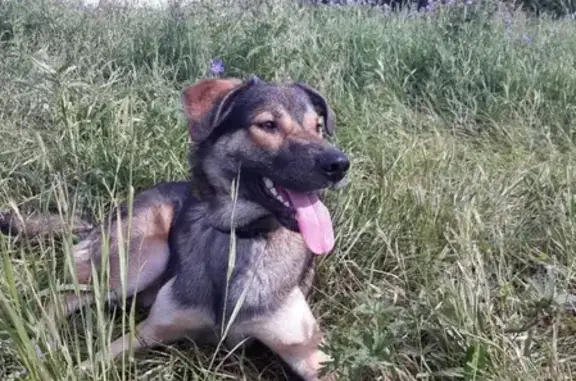 Пропала собака на ул. Дзержинского в Кирове