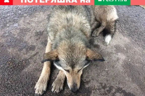 Найдена добрая собака на Щорса, Красноярск