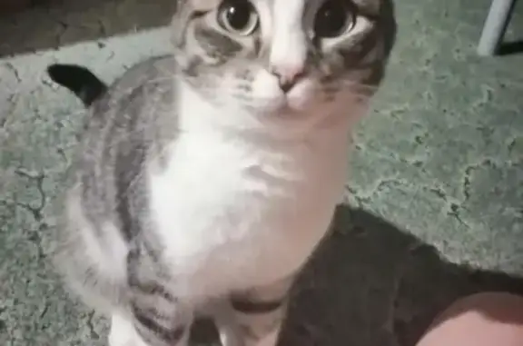 Кошки потеряшки, Ярославль, фото: Потеряшка кот Барсик возле ТЦ ЯРКИЙ, ул. Папанина, 12