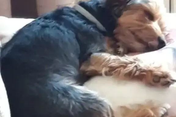 Собаки потеряшки, Епифанское, фото: Потеряшка собака породы йорк в деревне Судаково, Тульская область