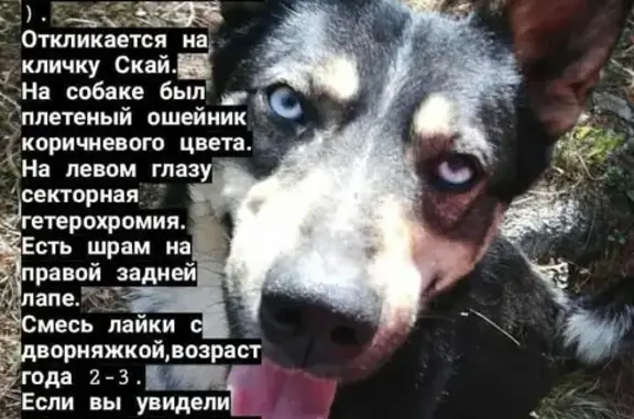 Пропала собака на улице Аммональной, возможно рядом с Дукча.
