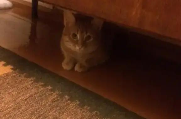 Кошки потеряшки, Ярославль, фото: Потеряшка кошка Маруся, рыжая без хвоста, в Ярославле, Тепловой переулок 4.