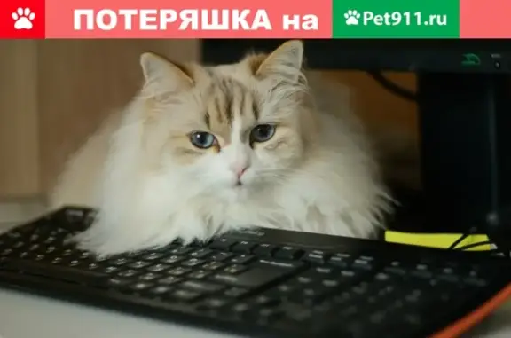 Кошки потеряшки, Запорожское, фото: Потеряшка кошка в Приозерском районе, Ленобласть, ДНП Вьюн Спрингс