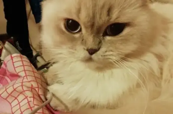 Кошки потеряшки, Тамбов, фото: Потеряшка кот в районе Кронштадтской, откликается на Мяу!