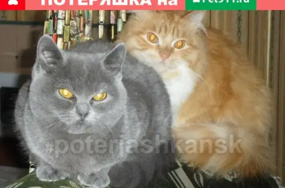 Кошки потеряшки, Новосибирск, фото: Потеряшка кошка по адресу Свечникова 7, ищем Рыжего