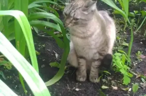 Найдена кошка на ул. 50 лет Октября